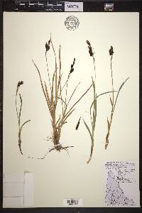 Carex macrochaeta image