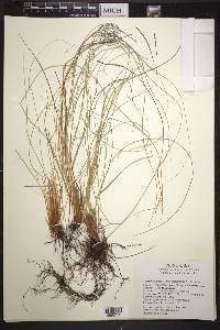 Carex longissima image