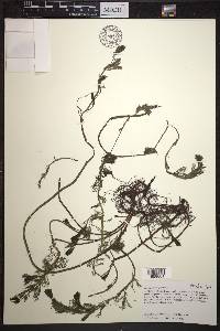 Myriophyllum spicatum image