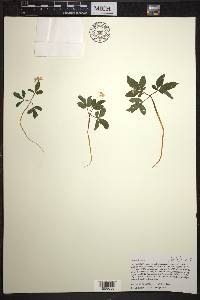 Panax trifolius image