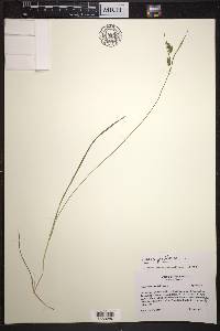 Carex pallescens image