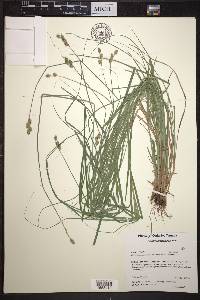 Carex festucacea image