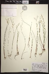 Juncus pelocarpus image