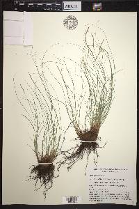 Carex longissima image