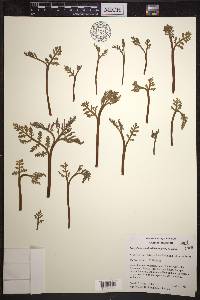 Botrychium matricariifolium image