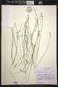 Carex brevior image