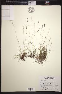 Agrostis humilis image