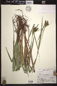 Carex durangensis image