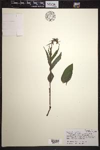 Epipactis helleborine image