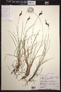 Carex stylosa image