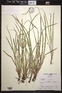 Carex backii image