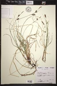 Carex saxatilis image