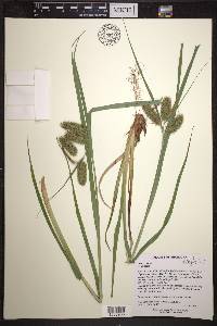 Carex comosa image