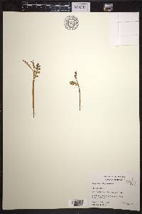 Botrychium minganense image