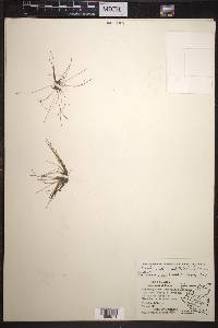 Eleocharis urceolata image
