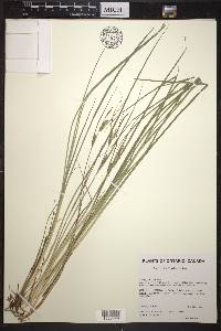 Carex lenticularis image