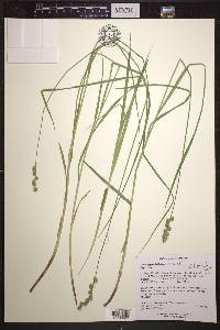 Carex normalis image