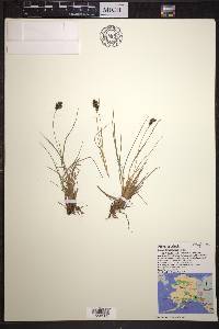 Carex lenticularis image