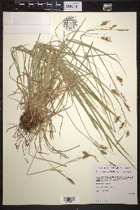 Carex sprengelii image