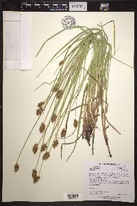 Carex bebbii image