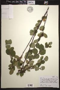 Betula pumila image