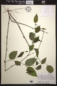 Smilax tamnoides image