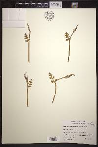 Botrychium matricariifolium image