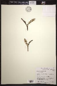 Botrychium minganense image