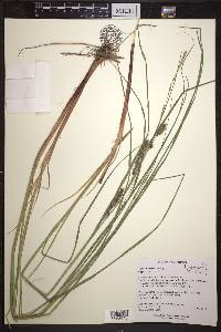 Carex atherodes image