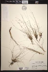 Eleocharis baldwinii image