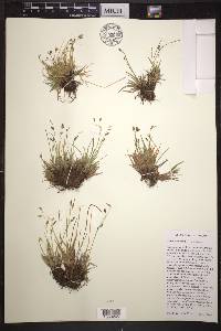 Carex capillaris image