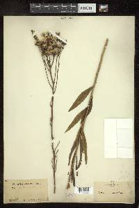 Vernonia angustifolia image