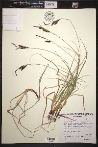 Carex saxatilis image