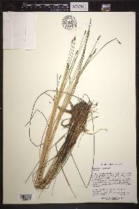 Eleocharis erythropoda image