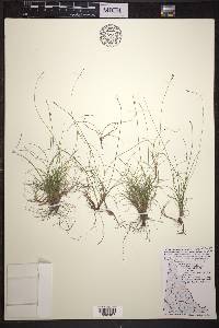 Carex eburnea image