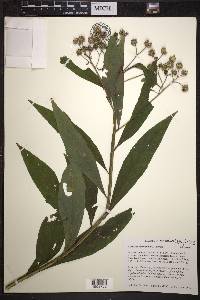 Verbesina alternifolia image