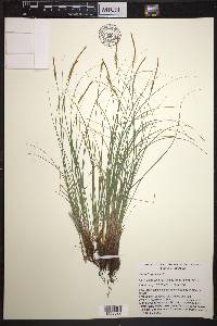Carex longissima image