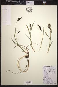 Carex macrochaeta image