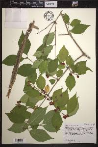 Lonicera maackii image