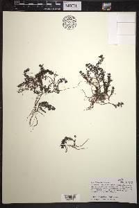 Myriophyllum sibiricum image