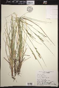 Carex leucodonta image