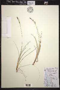 Carex livida image