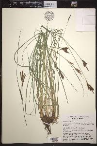 Carex kelloggii image