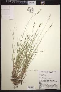 Carex echinata image