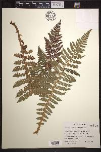 Polystichum braunii image