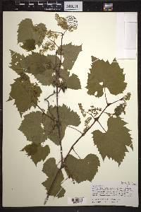 Vitis riparia image