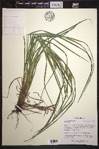 Carex tuckermanii image