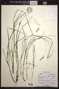 Carex swanii image