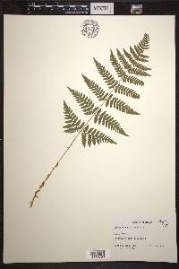 Dryopteris × triploidea image