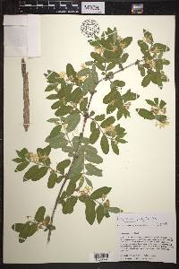 Lonicera morrowii image